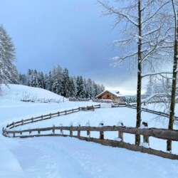 passeggiata bosco baita Mira Lavarone