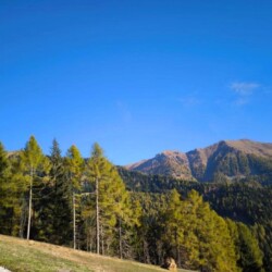 bosco vicino a baita Samona