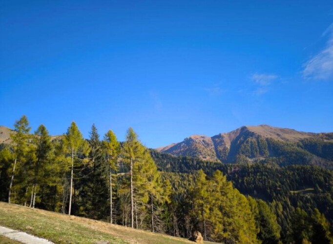 bosco vicino a baita Samona